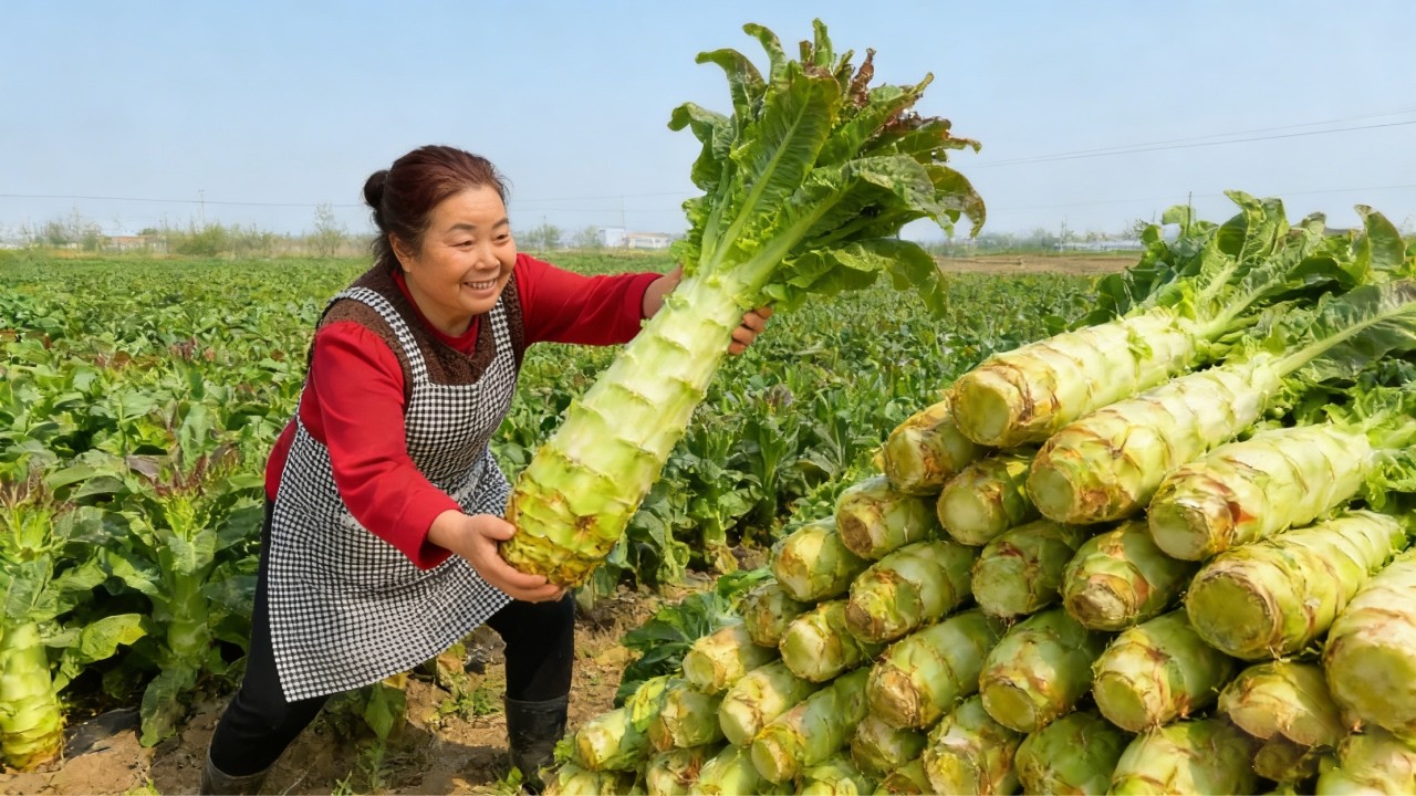 【唐小米】莴笋丰收了，唐奶奶分享莴笋三吃的做法，脆爽下饭