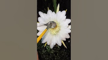 Thumbnail of Dragonfruit Hand Pollination Technique!