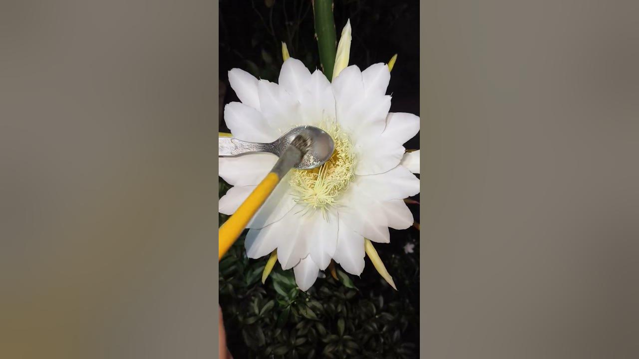 Dragonfruit Hand Pollination Technique!