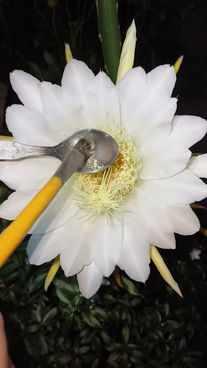Dragonfruit Hand Pollination Technique!