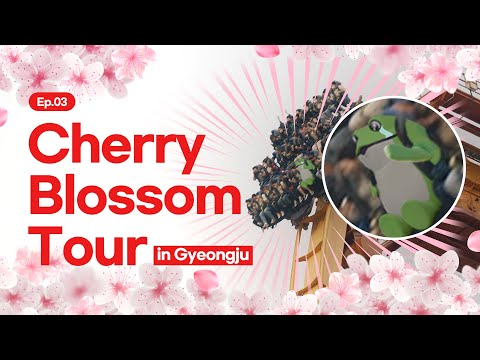 Spring vibes only | Cherry blossom trip to Gyeongju | K-Travel EP.06 [CC]