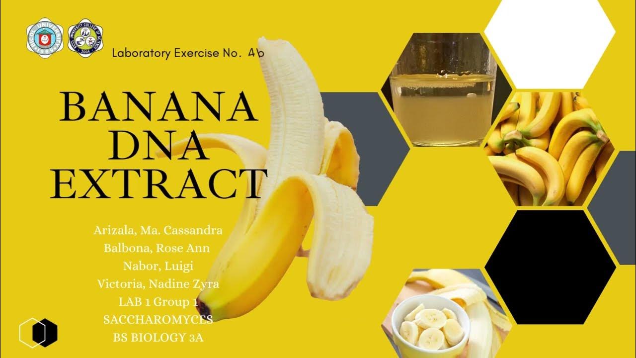 BANANA DNA EXTRACT YouTube