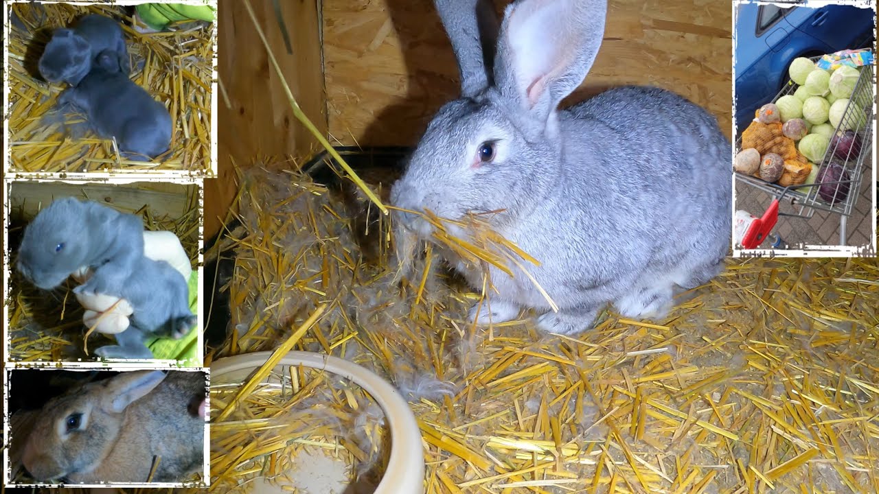 Kaninchen Baut Nest Wie Lange Bis Zur Geburt Gendefekte Blaue Wiener Kaninchenbabys aussortiert und graues Kaninchen