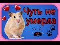 Карамелька чуть не умерла