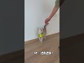 这猫成精了,不给它想要的,居然还要离家出走