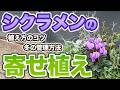 【2025年新品種】青色のシクラメン ドラゴンを使った寄せ植え・管理方法を紹介!【寄せ植え】【初心者向け】