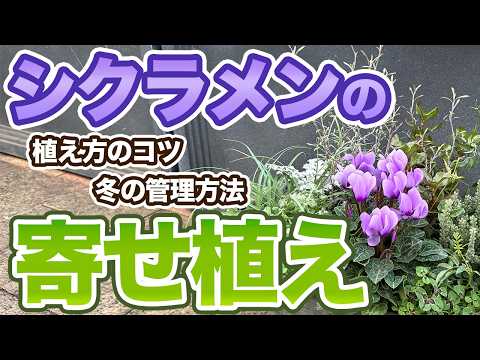 New variety for 2025] Introducing how to plant and care for blue