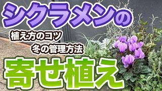 New variety for 2025] Introducing how to plant and care for blue