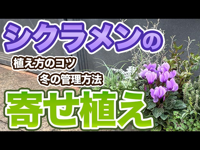 New variety for 2025] Introducing how to plant and care for blue