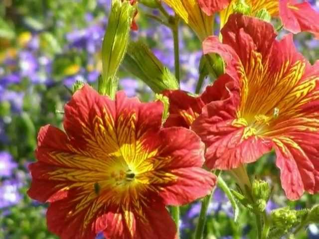 Trio Zillertal - Rosen Walzer