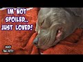 Watch This Pitbull As He Smiles And Snores In His Sleep!