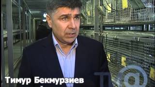видео: В Тверской области производят зверьков Шиншиллы картинка: В Тверской области производят зверьков Шиншиллы