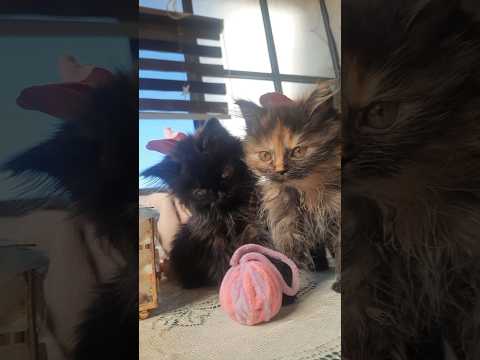 Masha S Kittens Masha S Kittens Funny Iphone16 Trending Youtubeshorts Shortvideo Shorts Fyp Vi