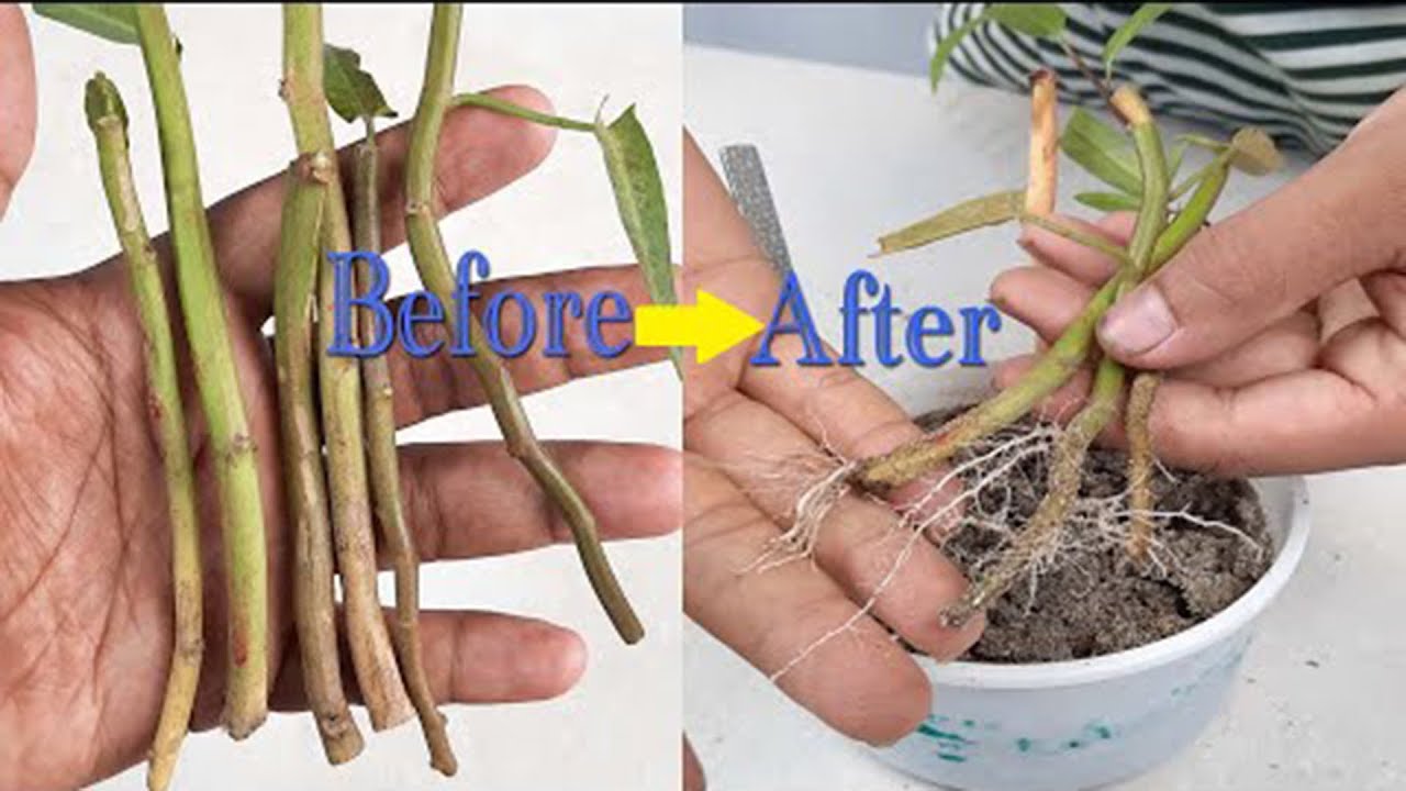 How to grow Water Spinach from Cuttings for BeginnersShorts YouTube