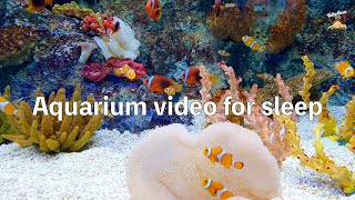 Aquarium cute fish 90 min, insomnia sleep, Studying, meditation, stress relief, for cats