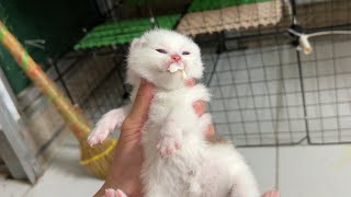 Newborn kittens drink milk.