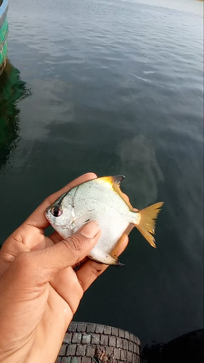 Luckiest Sea Angel Fish.  #fishing #fishingvideos #thoondilulagam #seafishing