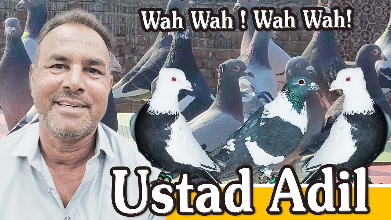 Kabutar Hain Ya Rocket! Ustad Adil Ka Lajawab Shok