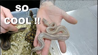Celebrity Bamboo Hurricane Ball Python Clutch Update !! Net Worth