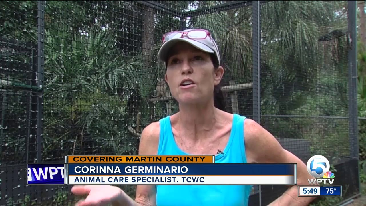 Two owls rescued in Martin County