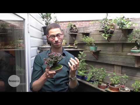 Video: Soorte bonsai. Kweek bonsai by die huis