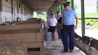 Падёж скота: в Пинском районе прокуратура проверила работу сельсхозпредприятий
