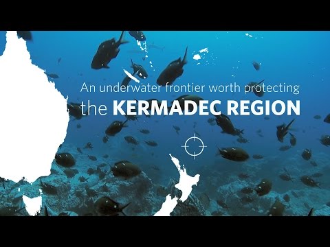 Sharks and Surprising Facts Underscore Need to Protect the Kermadecs