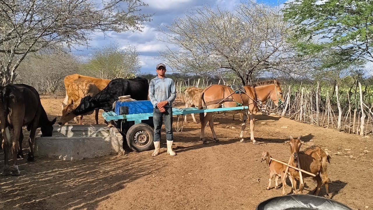 VEJA A DIFICULDADE QUE PEDRO TEM PRA ENCONTRAR ÁGUA PARA SEUS ANIMAIS NO CARIRI PARAIBANO !!!!!