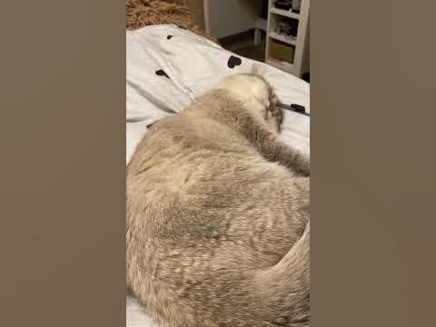 #кошка - YouTube