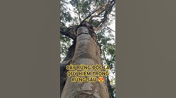 CÂY RỪNG ĐỘC LẠ QUÝ HIẾM TRONG RỪNG SÂU TÂY NGUYÊN.