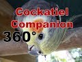 Cockatiel Companion | 1 Hour of 360 degree Aviary Cockatiel Companion