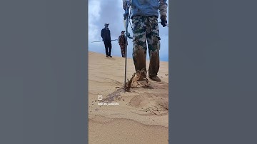 Combat Climate Change Effective Reforestation Strategies for Deserts #nature #shorts #plants