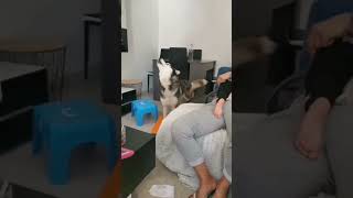 Husky imitates owner's scream