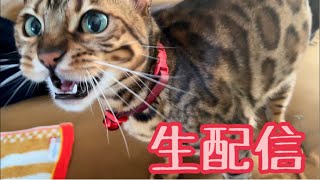 【ランチ生配信2/4】パパさんが猫部屋から始める生配信