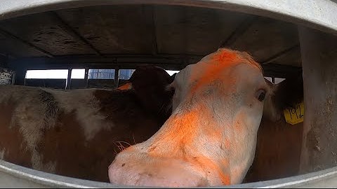 Details of the Dairy Episode 7: What is a Cull Cow?