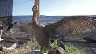 Releasing cormorants on Robben Island with SANCCOB