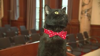 Gladstone the cat becomes 'chief mouser' for the Treasury