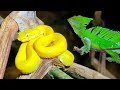 Snakes of the Caribbean ➕ ( Snakes in Costa Rica) 2021 Eyelash Vipers