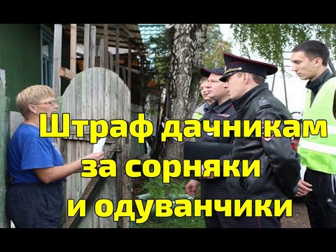 Штраф дачникам за одуванчики и сорняки. Комментарии юриста