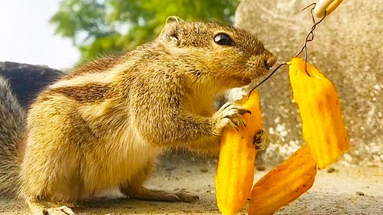 गिलहरी को अज नमकीन खिलाएंगे