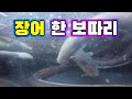 오징어 미끼로 장어 엄청 잡았다!!!/I caught a lot of sea eel with squid bait.