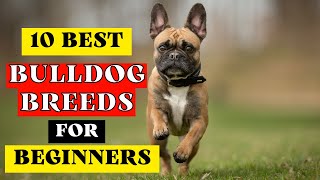 10 Best Breeds of Bulldog for First Time Owners by Pets Curious 16 views 1 year ago 7 minutes, 17 seconds