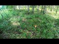 В лес по ГриБЫ!!!