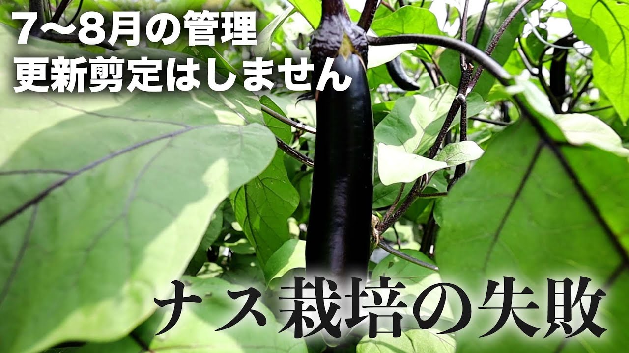 【ナス栽培Vlog-Pro】更新剪定はしません。30日間収穫なくなるから