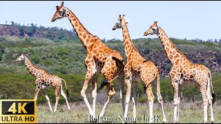 Wild Animals in 4K (Collection of Animals): Giraffe... - Scenic Wildlife Film With Calming Music