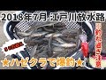 江戸川放水路 ハゼ釣り 2018年7月ハゼクラで爆釣!50匹超え