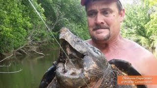 Giant Alligator Snapping Turtle Fished from Lake