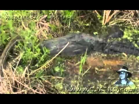 Crocodile vs Python - Fight - YouTube