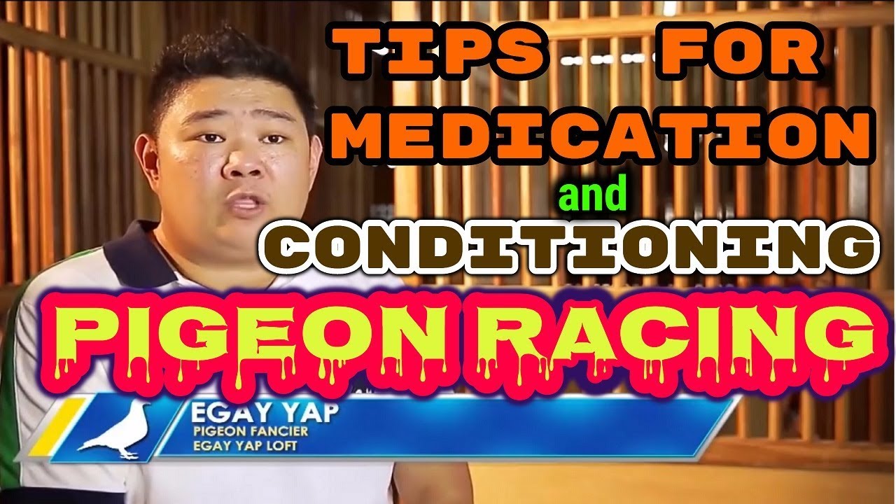 Tips for Medication and Conditioning PIGEON RACING
