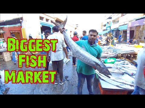 Russell Fish Market Shivajinagar | Wholesale Fish Market Bangalore | Russell Market Shivajinagar